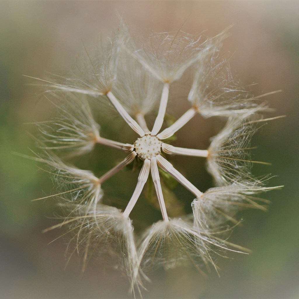 Mouvement et immobilité : le&nbsp;Galbanum