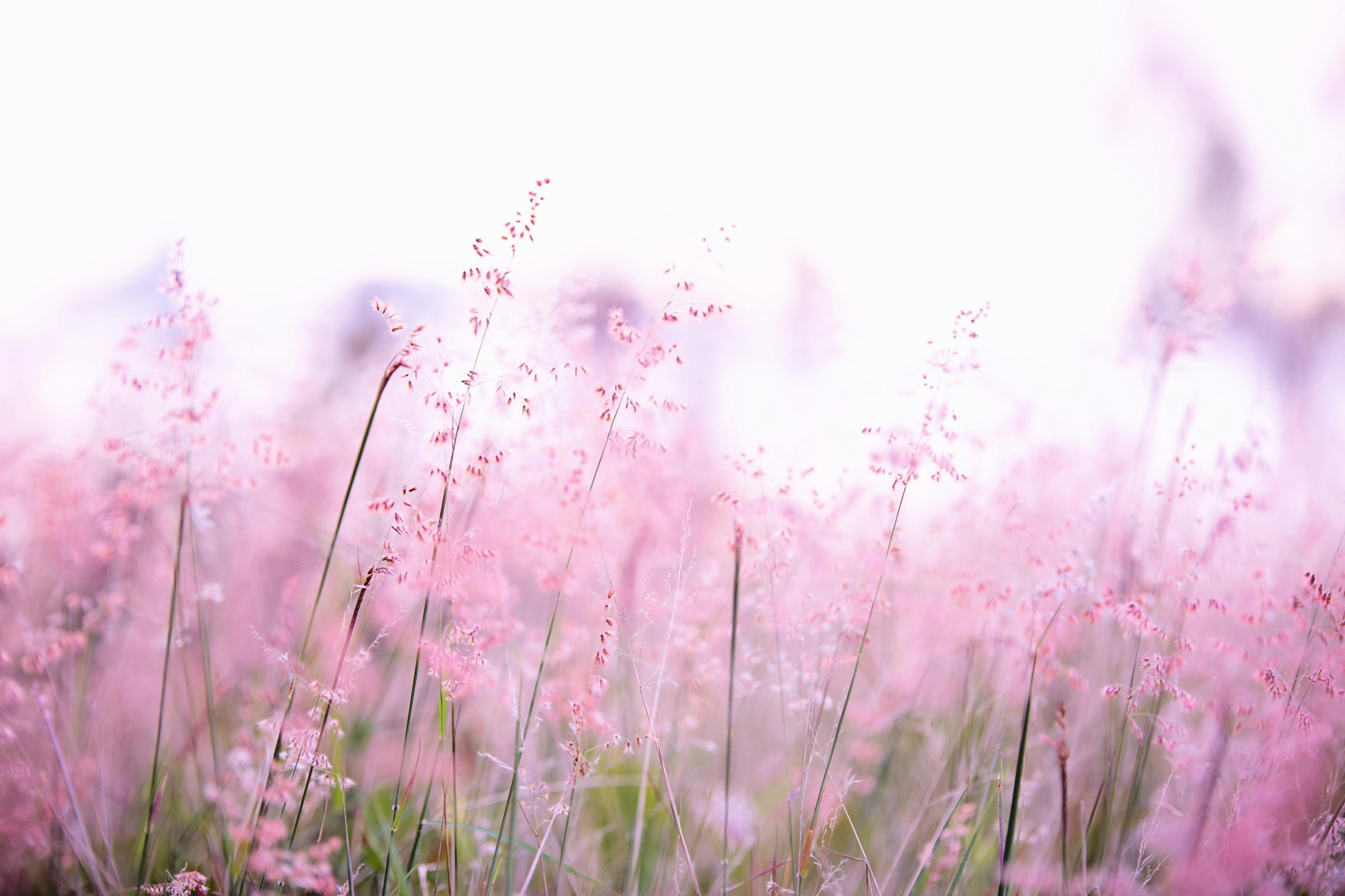 Aromathérapie sensible : la voie des plantes