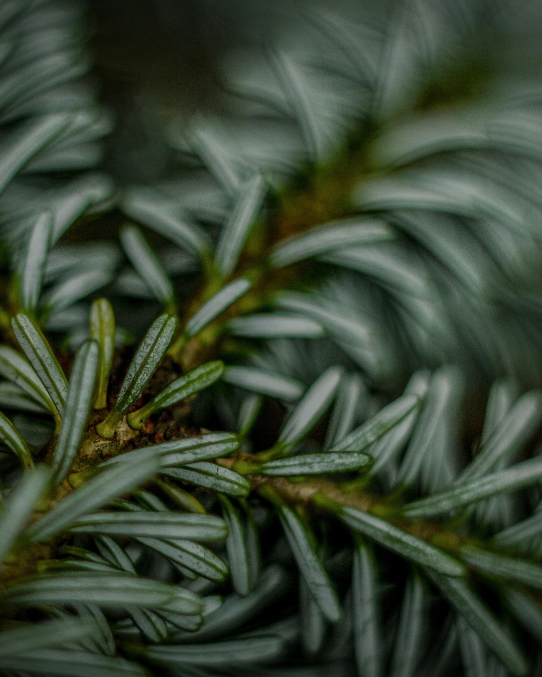 Le Sapin
