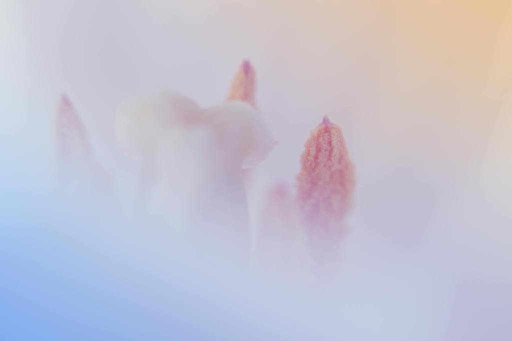 3 huiles essentielles              douces et&nbsp;puissantes